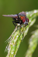 Naklejka premium Fly on a wheat ear