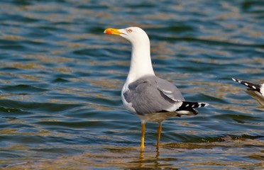 Seagull, Bird, Seagull Background