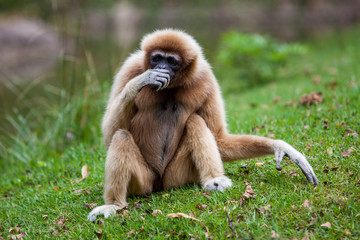 Handed Gibbon