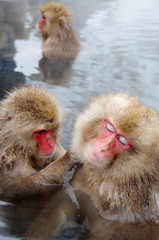 Naklejka premium スノーモンキー