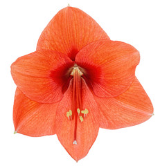 Obraz premium Amaryllis flower isolated on white