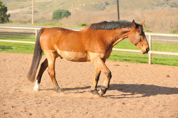 Naklejka na ściany i meble Horse in a corral with dirt ground