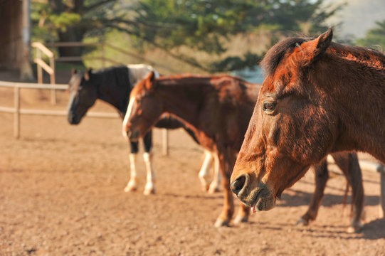 Horses in a corral with dirt ground