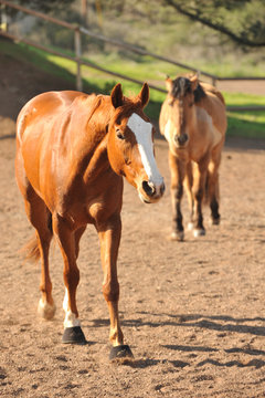 Horses in a corral with dirt ground