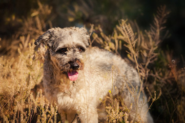 purebred curly red and white dog in summer