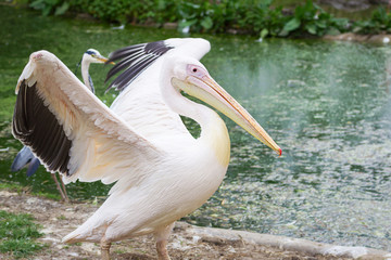 pelican at the zoo