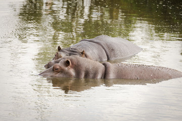 Hippos, hippopotamus
