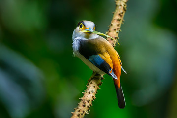 Silver-breasted broadbill (Serilophus lunatus) in nature