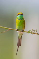 Portrait close up of Green Bee - eater(Merops orientalis)