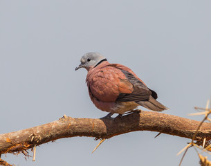 Close up of male Red collared dove (Streptopelia tranquebarica )