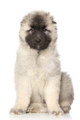 Portrait of a Alabai puppy