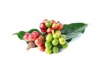 ripe coffee isolated on white background