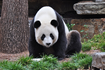 Fototapeta premium Wild Giant Panda sitting up. Panda bear in natural habitat.