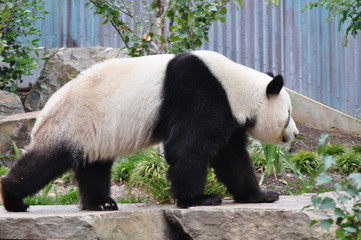 Fototapety  Spacerująca panda wielka. Miś chiński panda.