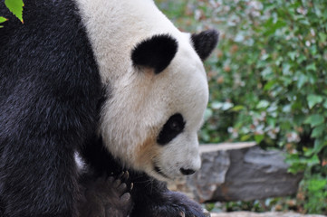 Fototapeta premium Giant panda bear resting on the stone. Close up