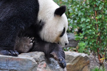 Fototapeta premium Giant panda bear resting on the stone. China