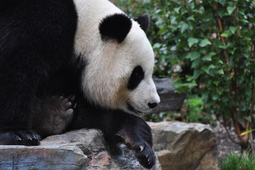 Obraz na płótnie Canvas Giant panda bear resting on the stone. China