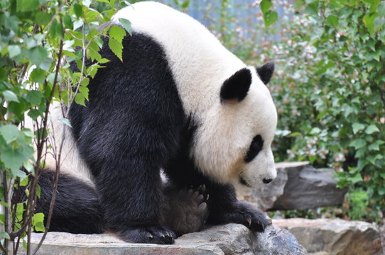 Giant panda bear resting on the stone. Close up