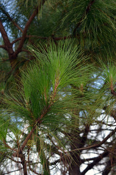 green fir tree or pine branches