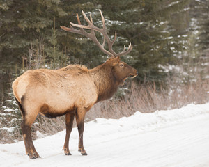 Wild encounter in Banff National Park