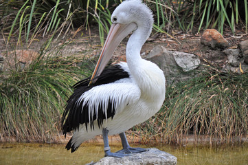 Great White Pelican close up