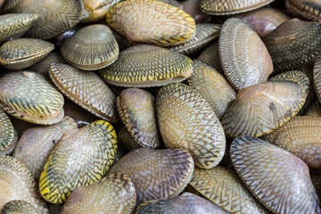Closeup fresh raw Surf clam background.