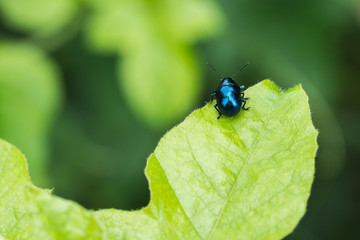Insect life on green leaf