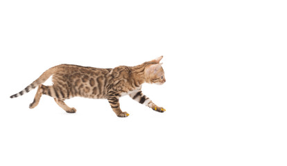 Amusing Bengal kitten, isolated on white backdrop
