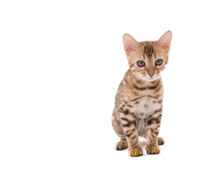 Image of Bengal cat with yellow claws caps