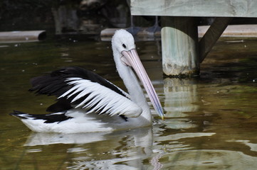Great White Pelican on the lake