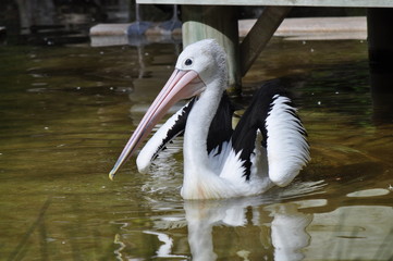 Great White Pelican on the lake