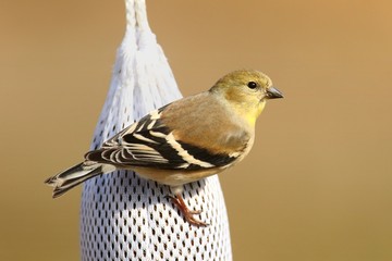 American Goldfinch (Carduelis tristis)