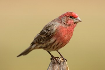 Male House Finch (Carpodacus mexicanus)