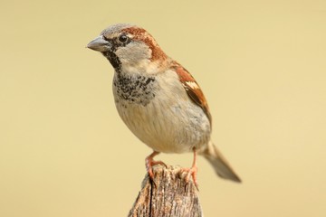 House Sparrow (Passer domesticus)