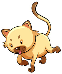 A cat
