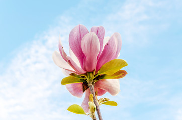 Cluse up Sakura flower