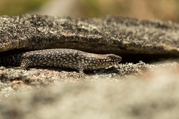 Cunninghams Skink