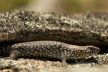 Cunninghams Skink