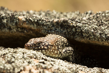 Cunninghams Skink