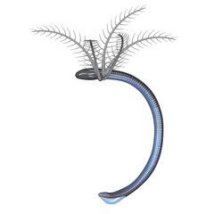 Ichthyophis Glutinosus