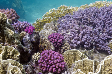 Naklejka na ściany i meble coral reef with hard violet corals in tropical sea