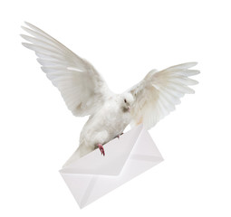 Obraz premium isolated dove carrying white envelope