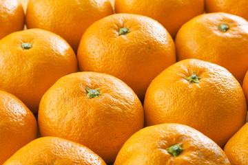 みかん　イメージ　Mandarin orange　Mikan