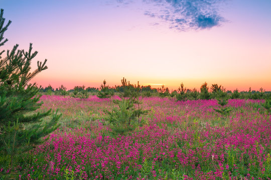 summer  landscape with purple flowers on a meadow and  sunset