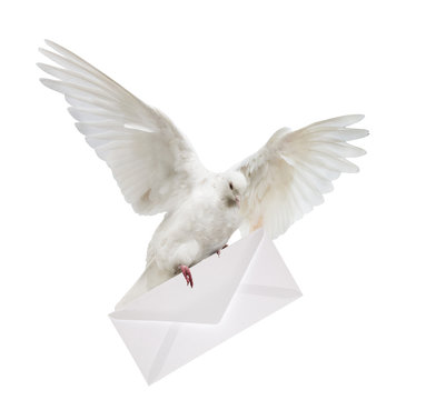 isolated dove carrying white envelope