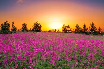 Poster zomerlandschap met paarse bloemen op een weiland en zonsondergang © yanikap