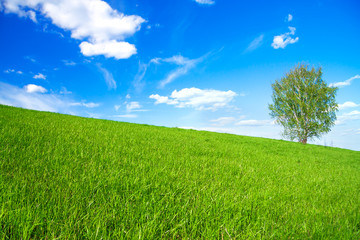 spring landscape with a one only  tree in the field