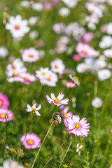 Fototapeta premium Cosmos flower in the field