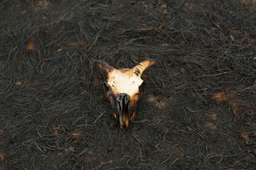 Burnt Sheep Skull