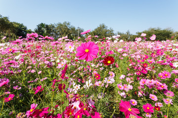 Obraz premium Cosmos flower in the field